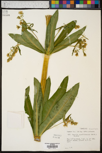 Frasera caroliniensis image