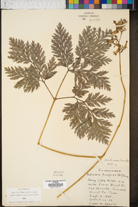 Dicentra eximia image