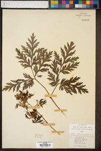 Dicentra eximia image