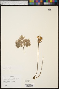 Dicentra canadensis image