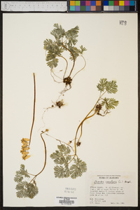 Dicentra cucullaria image