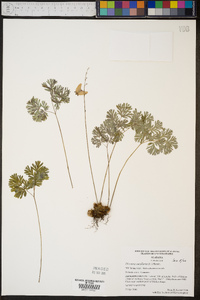 Dicentra cucullaria image