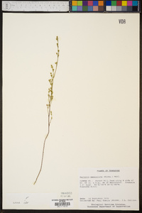 Bartonia paniculata image