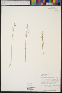 Bartonia paniculata image