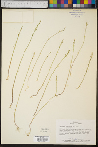 Bartonia virginica image