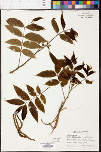 Carya illinoinensis image