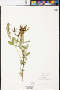 Hypericum nudiflorum image