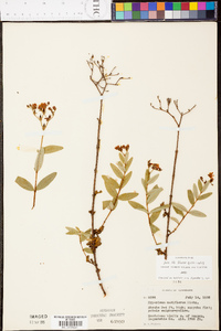 Hypericum nudiflorum image