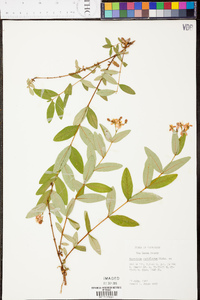 Hypericum nudiflorum image