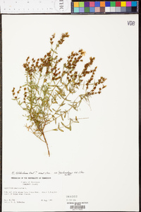 Hypericum perforatum image