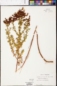 Hypericum perforatum image