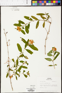 Hypericum prolificum image