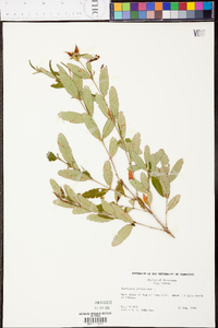 Hypericum prolificum image