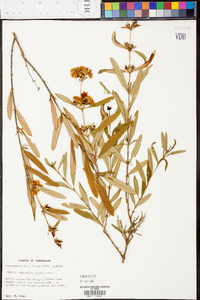 Hypericum prolificum image