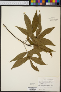 Carya carolinae-septentrionalis image