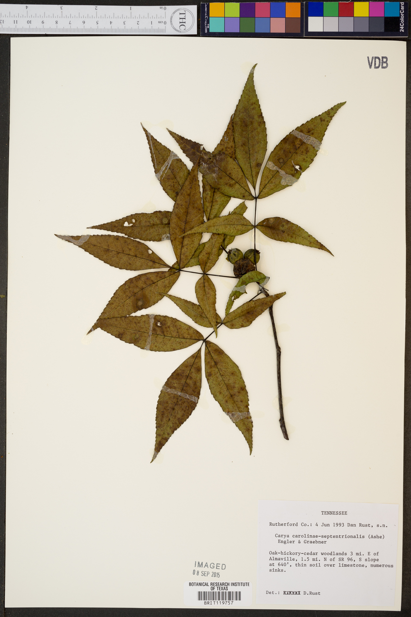 Carya carolinae-septentrionalis image