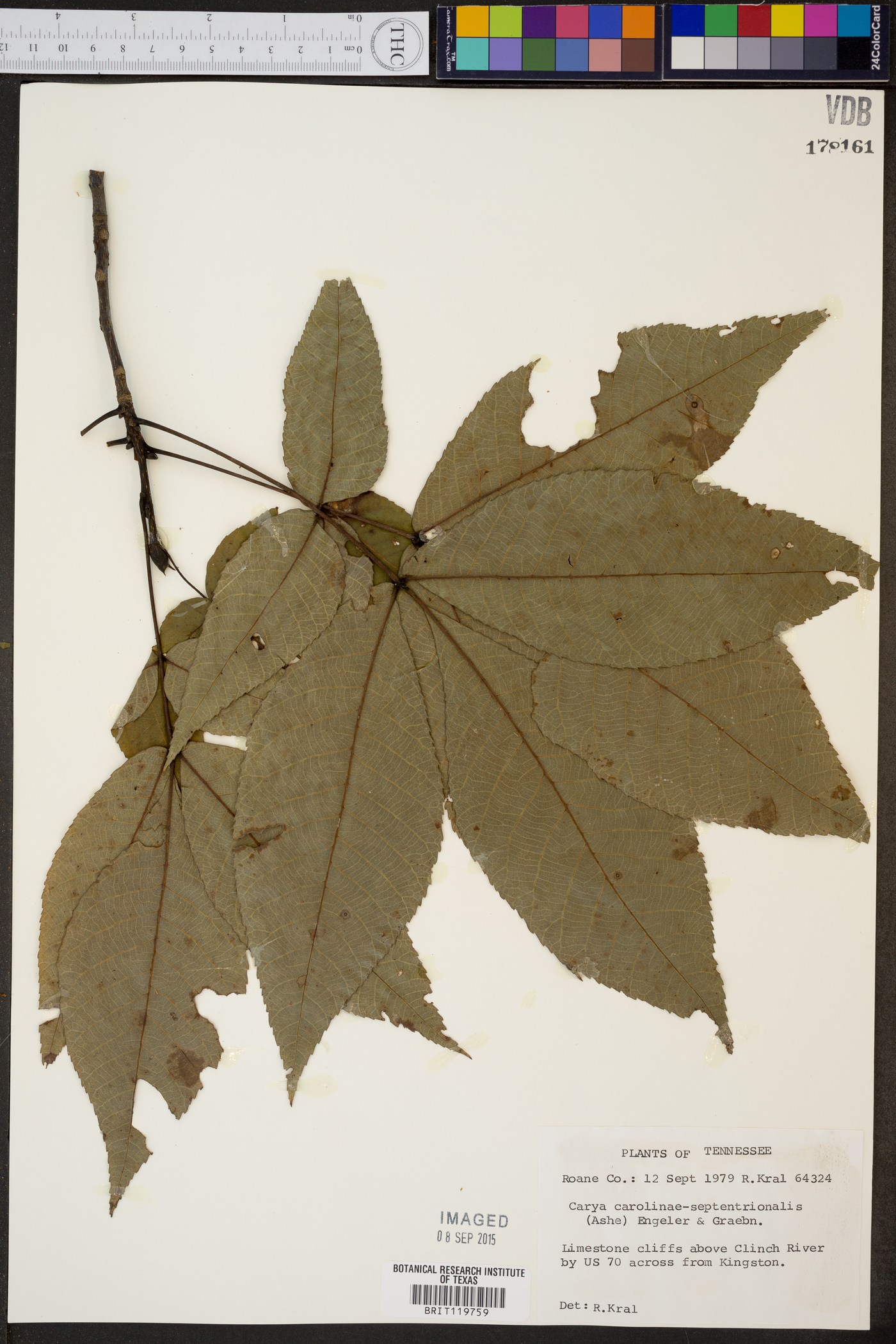 Carya carolinae-septentrionalis image