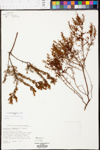 Hypericum brachyphyllum image