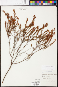 Hypericum brachyphyllum image