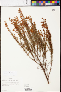 Hypericum brachyphyllum image