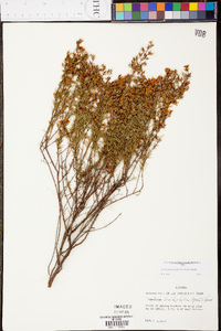 Hypericum brachyphyllum image