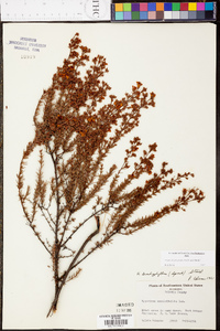 Hypericum brachyphyllum image