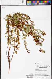 Hypericum crux-andreae image