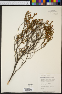 Hypericum reductum image