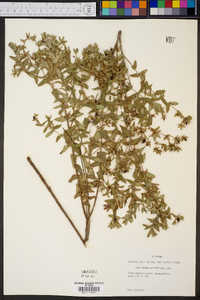 Hypericum myrtifolium image