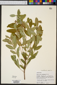 Hypericum nudiflorum image