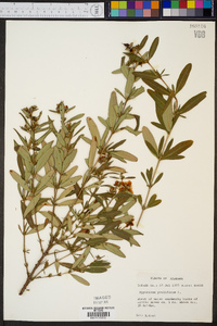 Hypericum prolificum image