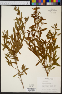 Hypericum prolificum image