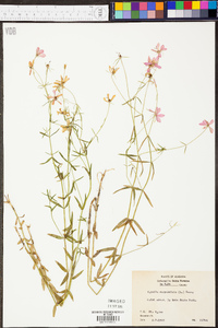 Sabatia campanulata image