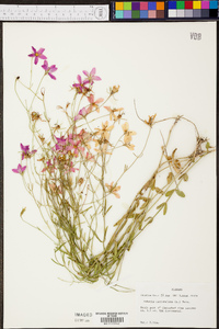 Sabatia campanulata image