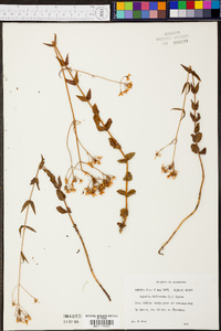 Sabatia difformis image