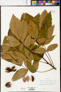 Carya pallida image