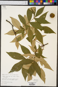 Carya pallida image