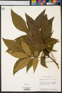 Carya pallida image