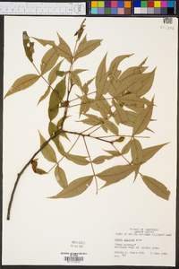 Carya pallida image