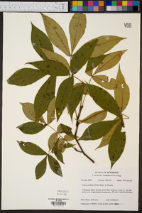 Carya pallida image