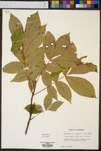 Carya pallida image