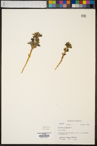 Obolaria virginica image