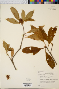 Illicium floridanum image