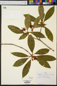 Illicium floridanum image