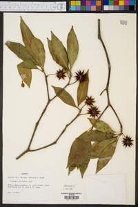 Illicium floridanum image