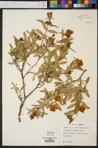 Hypericum frondosum image