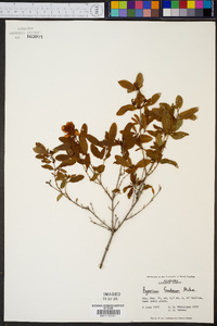 Hypericum frondosum image