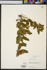 Hypericum frondosum image