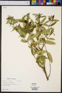 Hypericum frondosum image