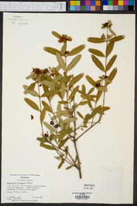 Hypericum frondosum image